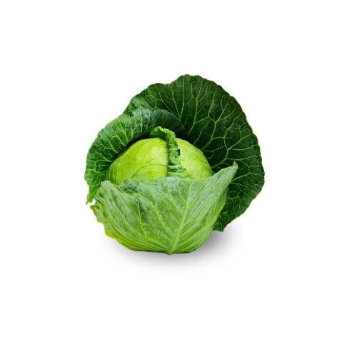 Cabbage - Green