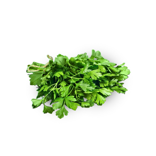 Cilantro