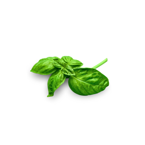 Herbs - Basil