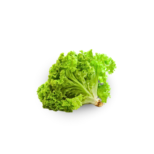 Lettuce - Green Leaf