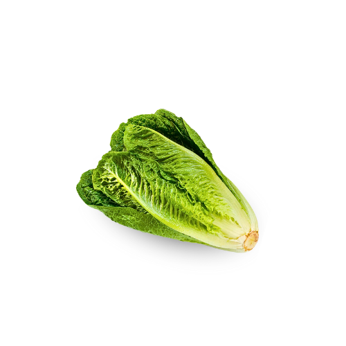 Lettuce - Romaine