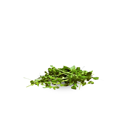 Micro Greens - Peas