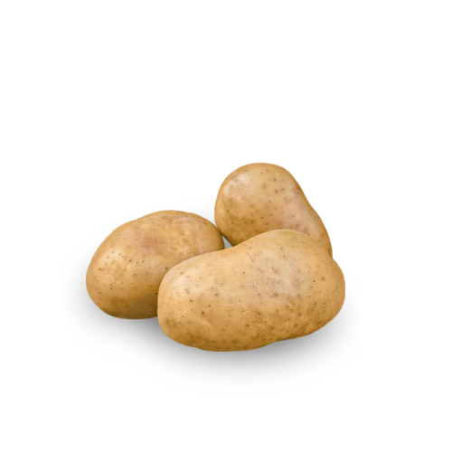 Potato - Yukon A